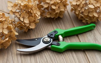 Hortensia snoeien, zo doe je dat!