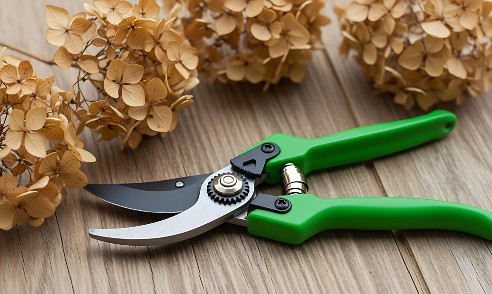 Hortensia snoeien, zo doe je dat!