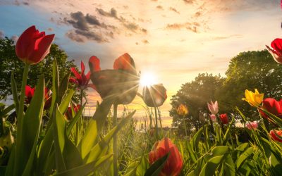 Herfst: de bloembollen kunnen de grond in!