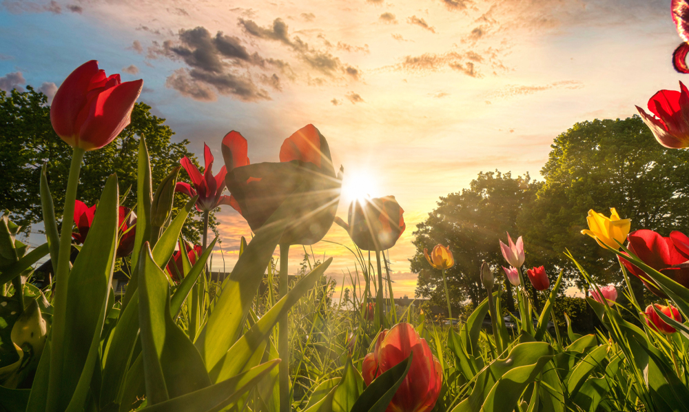 Herfst: de bloembollen kunnen de grond in!